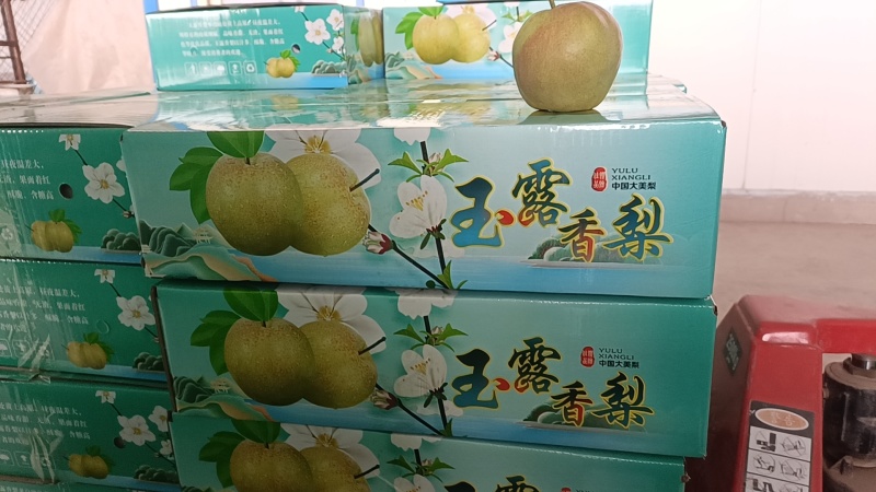 冷库玉露香梨正在热卖中对接全国市场商超电商