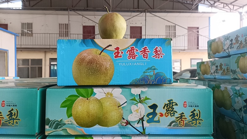 冷库玉露香梨正在热卖中对接全国市场商超电商