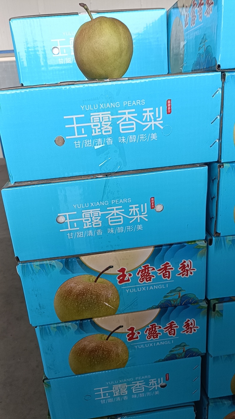 冷库玉露香梨正在热卖中对接全国市场商超电商