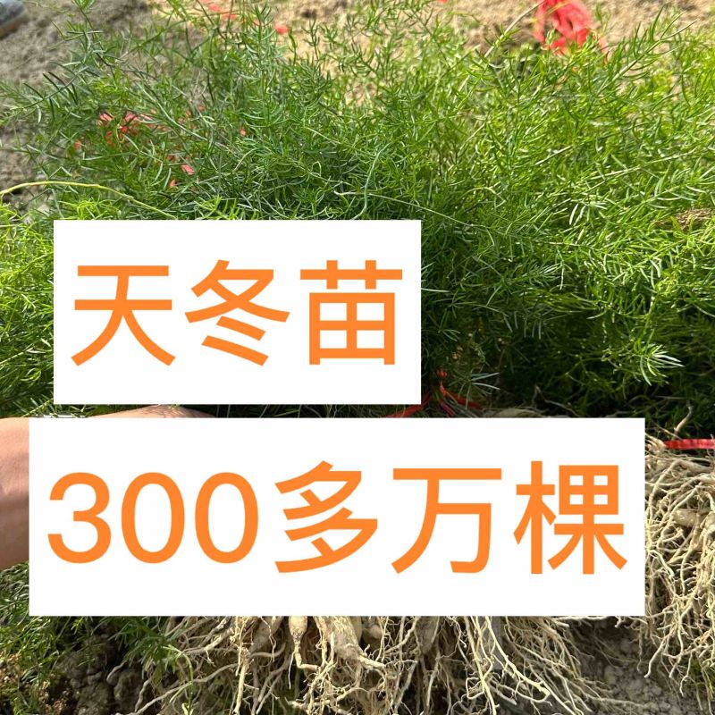 大天冬苗300多万现苗种植收成快产量高长年有货欢迎预定
