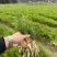 大天冬苗300多万现苗种植收成快产量高长年有货欢迎预定