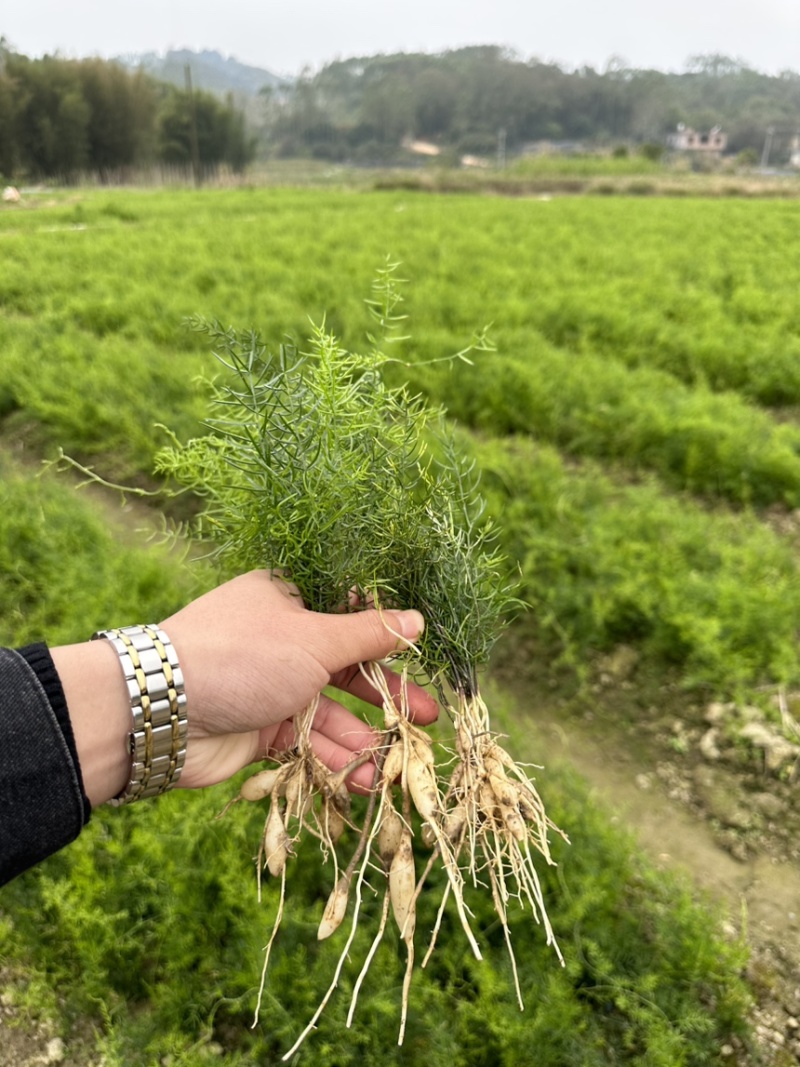 大天冬苗300多万现苗种植收成快产量高长年有货欢迎预定