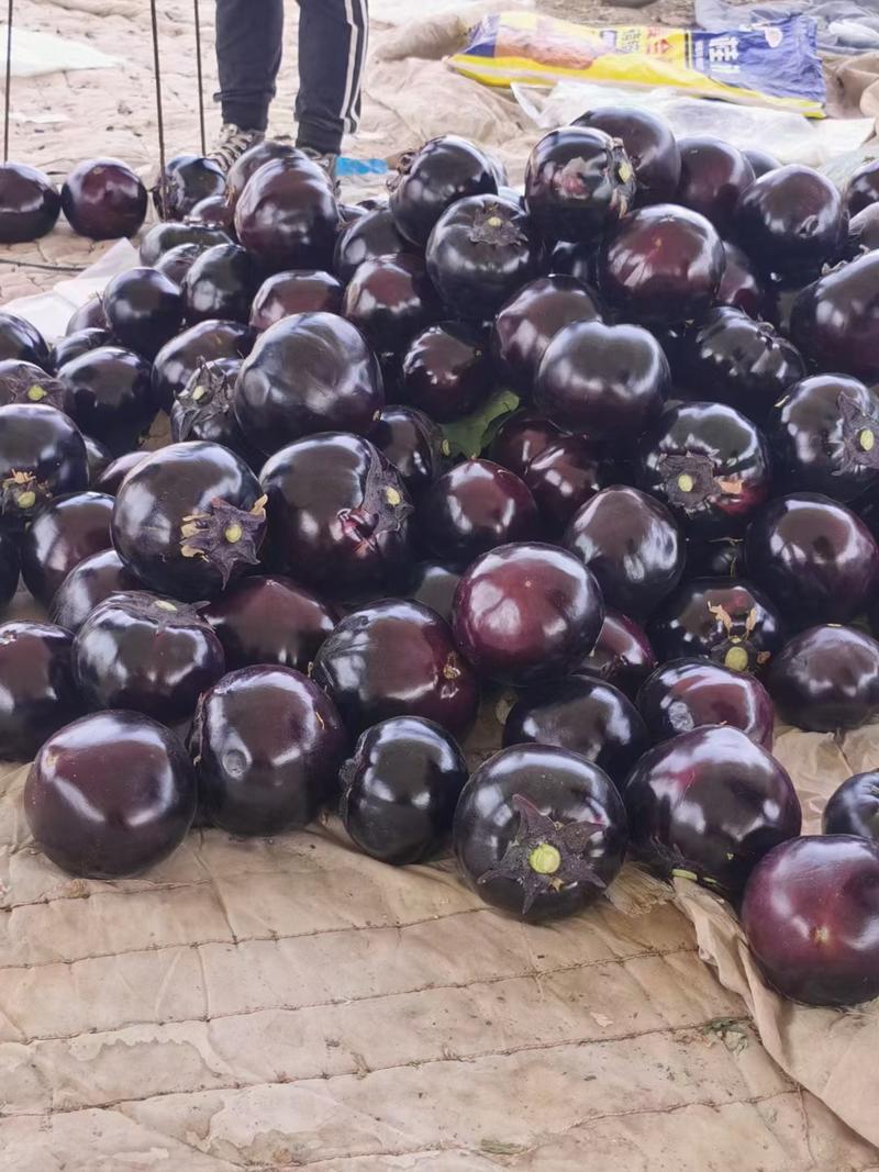 河北邯郸紫光圆茄，一手货源，产地直供，现货先发，欢迎咨询