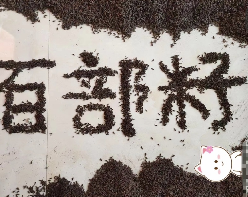 （推荐）百部籽百部种子现已降价欢迎全国老板电话要货！