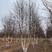 丛生白桦，丛生河桦，精品苗，大冠幅，高度1-10米，
