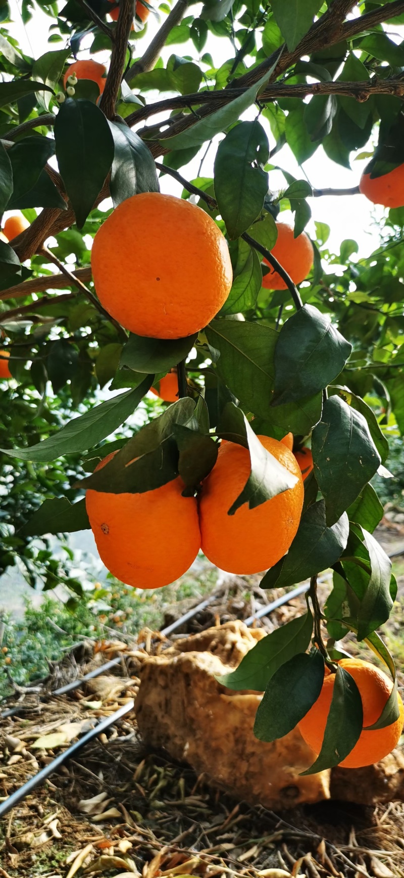 云南高原沃柑
