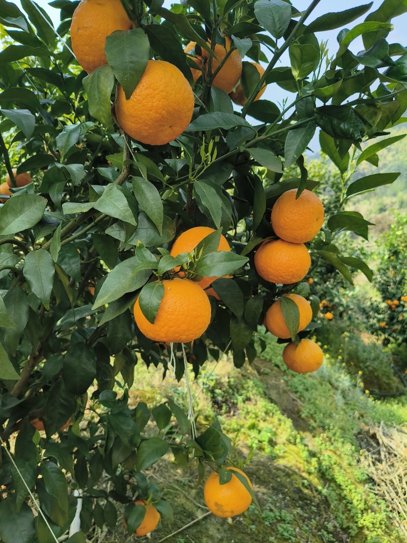 云南高原沃柑