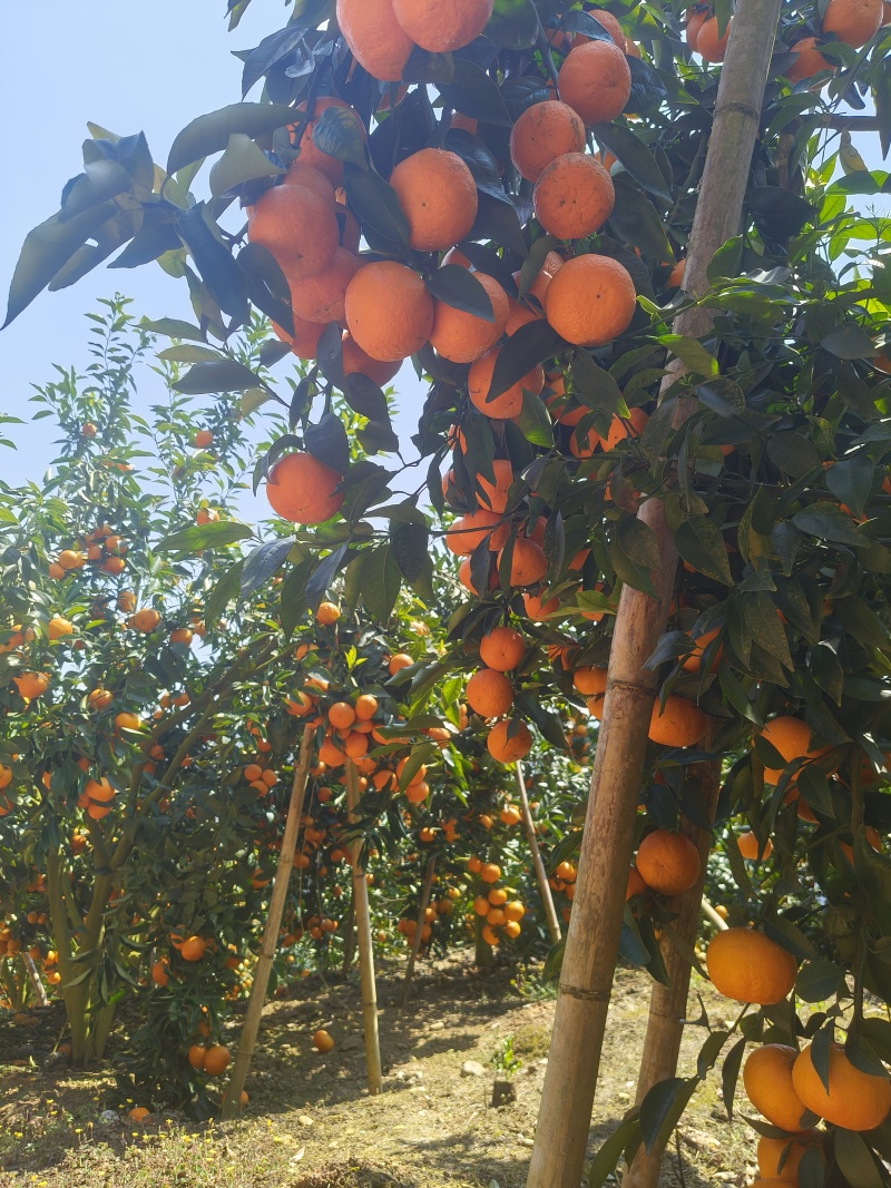 云南高原沃柑