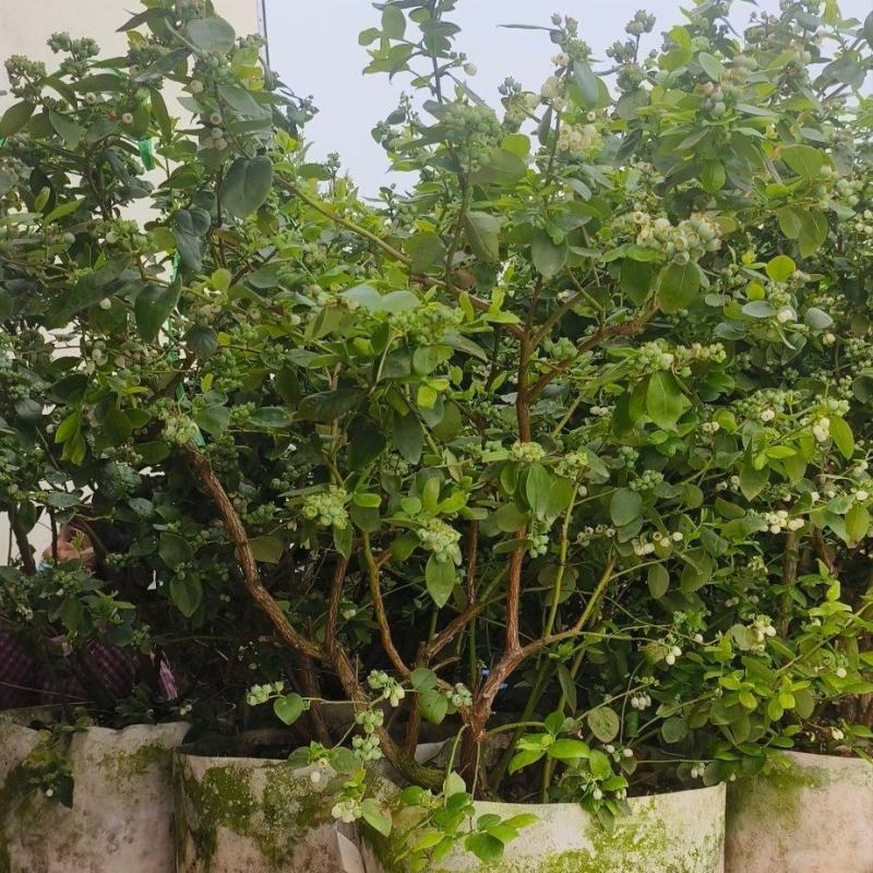 F6蓝莓苗17个优质品种都有，1到6年苗基地现货