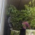 F6蓝莓苗17个优质品种都有，1到6年苗基地现货