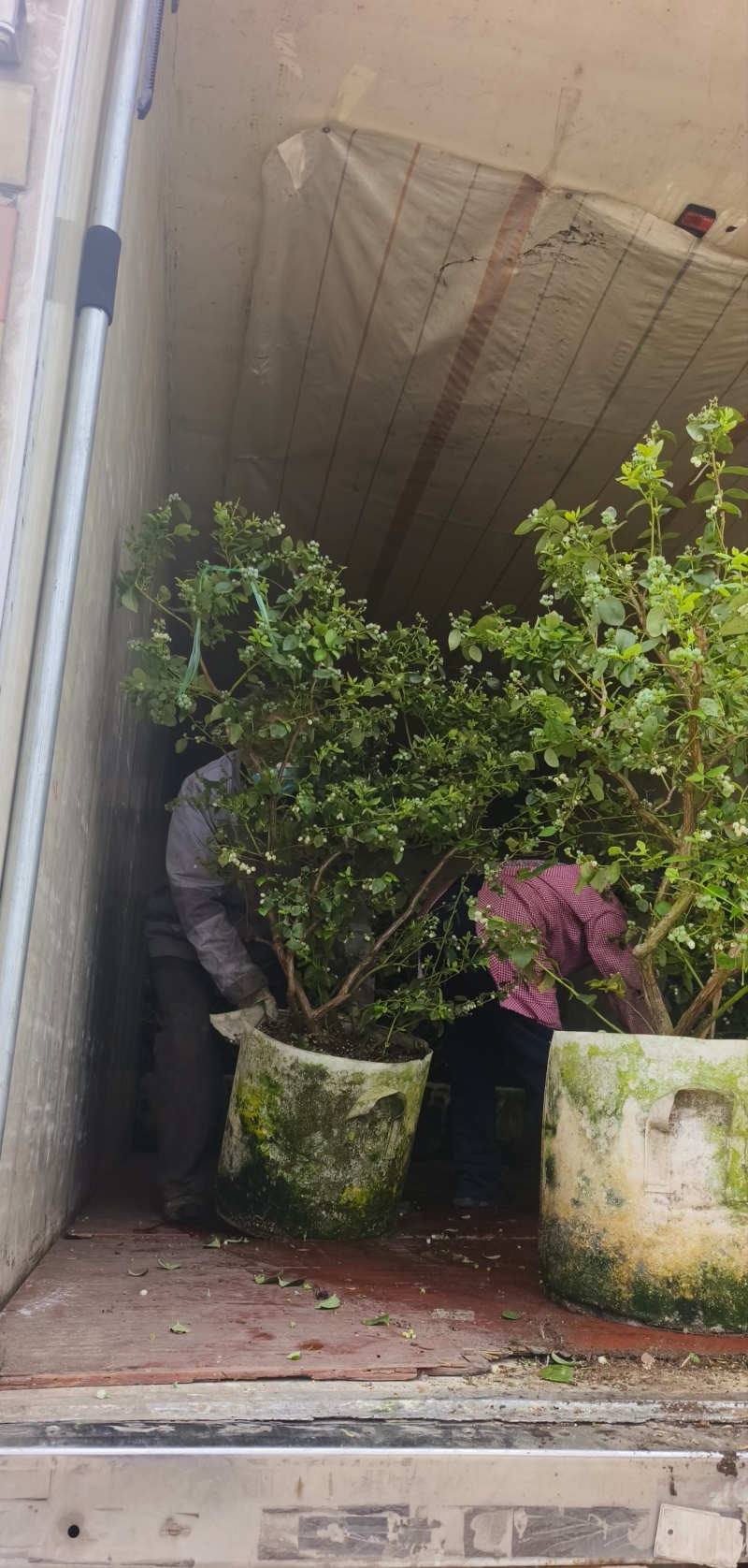 F6蓝莓苗17个优质品种都有，1到6年苗基地现货