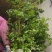 F6蓝莓苗17个优质品种都有，1到6年苗基地现货