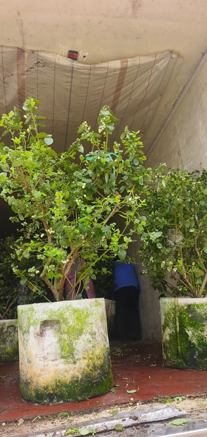 F6蓝莓苗17个优质品种都有，1到6年苗基地现货
