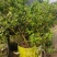 F6蓝莓苗17个优质品种都有，1到6年苗基地现货