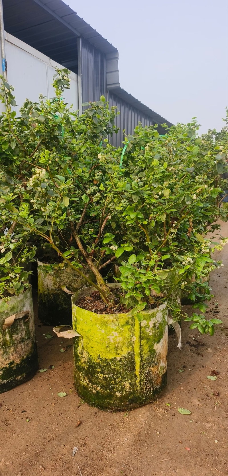 F6蓝莓苗17个优质品种都有，1到6年苗基地现货