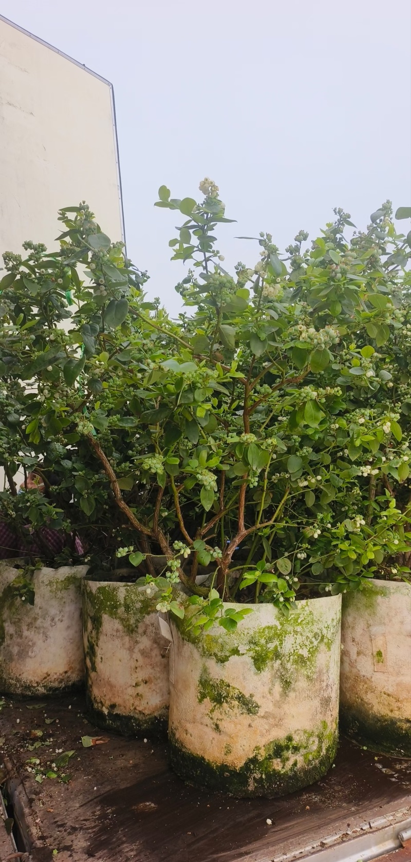 F6蓝莓苗17个优质品种都有，1到6年苗基地现货