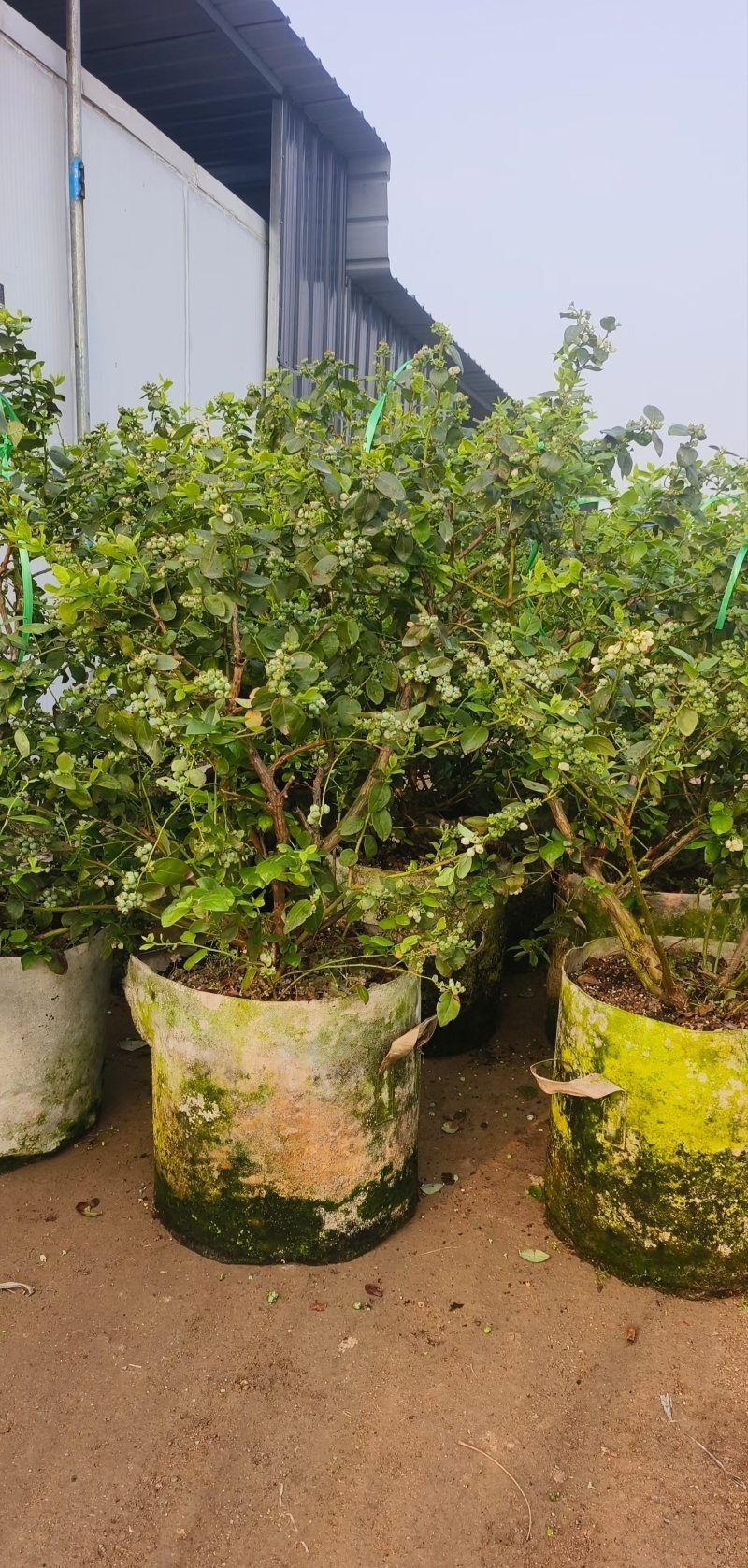 F6蓝莓苗17个优质品种都有，1到6年苗基地现货