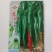 苏润辣妹子3号辣椒种子深绿色辣味浓青椒红椒干椒春秋冬辣椒