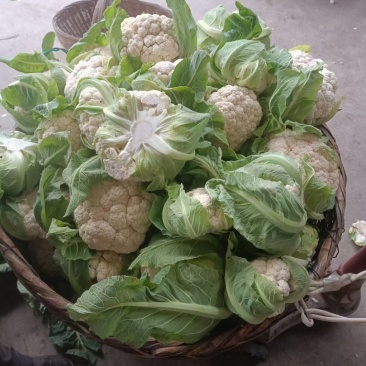 陕西汉中洋县花菜大量有货，欢迎各位新老顾客联系，随时有货