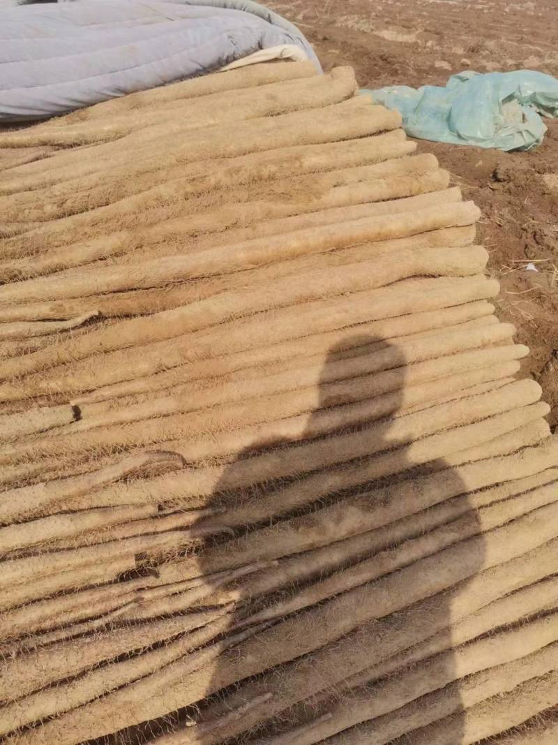 九斤黄山药，现挖现卖，特新鲜，特脆。皮黄色亮，有卖相。