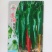 苏润3号正宗辣妹子辣椒种子春季秋季辣味浓青椒红椒干椒