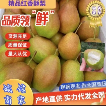 蒲城红香酥梨大量现货，果面好，囗感甜代发全国，一手货源