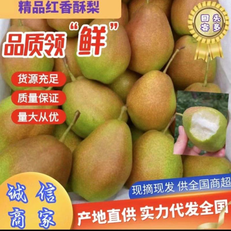 蒲城红香酥梨大量现货，果面好，囗感甜代发全国，一手货源
