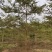 小叶榄仁5分-20分低价出售