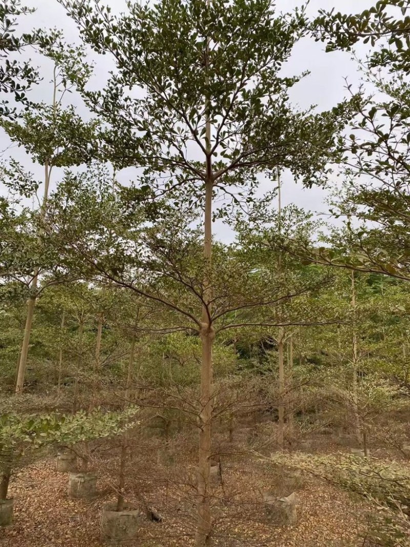 小叶榄仁5分-20分低价出售