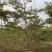 小叶榄仁5分-20分低价出售