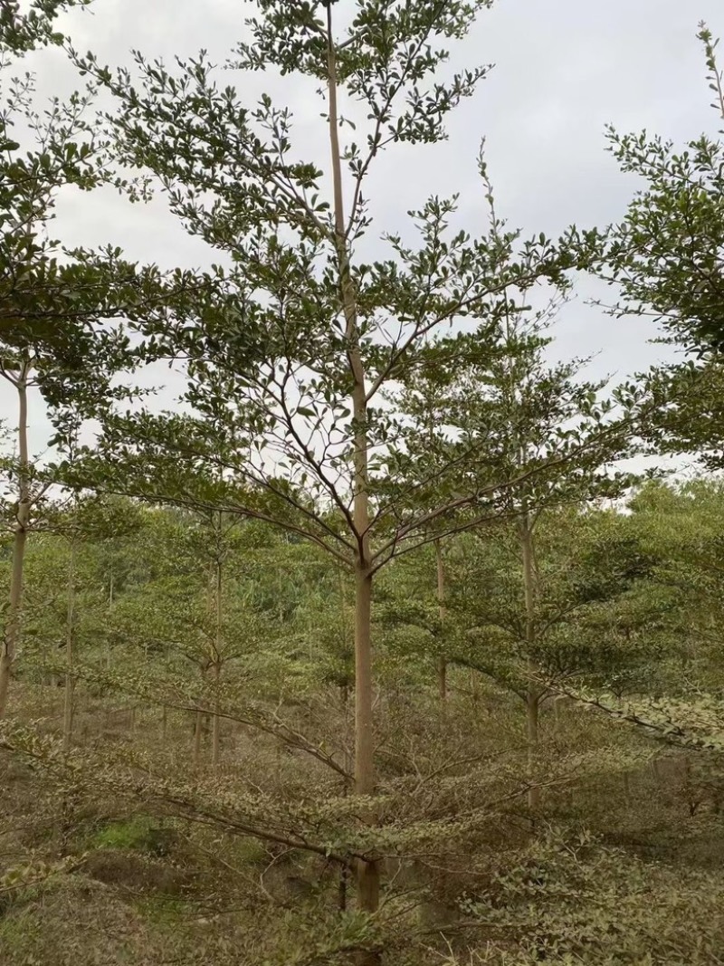 小叶榄仁5分-20分低价出售