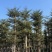 小叶榄仁5分-20分低价出售