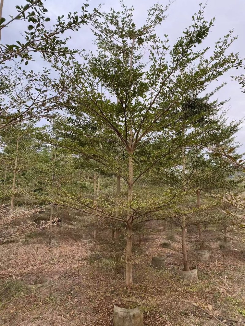 小叶榄仁5分-20分低价出售