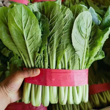精品小白菜大量现货全国各地需要可以联系可以视频看货