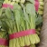 精品小白菜大量现货全国各地需要可以联系可以视频看货