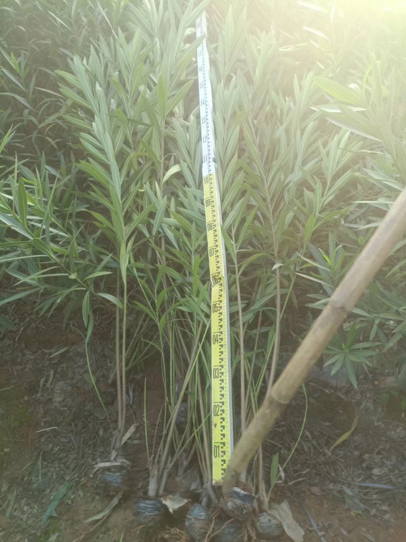 夹竹桃