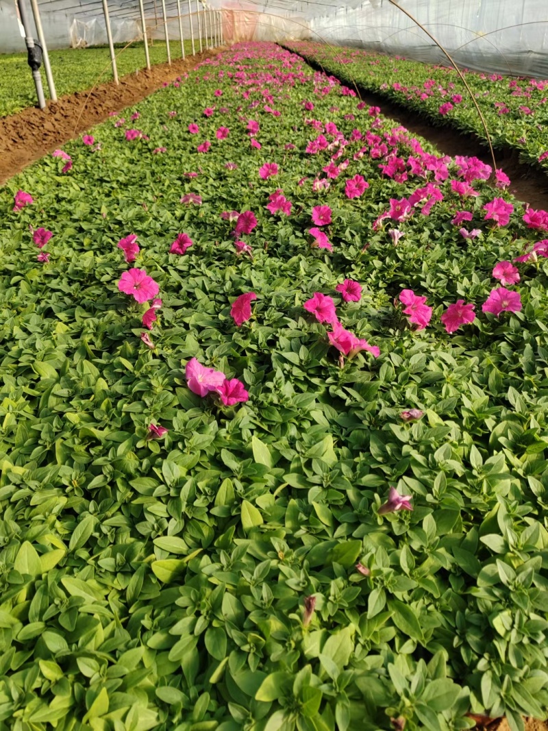 矮牵牛盆栽街景绿化租摆用花成活率高花期长