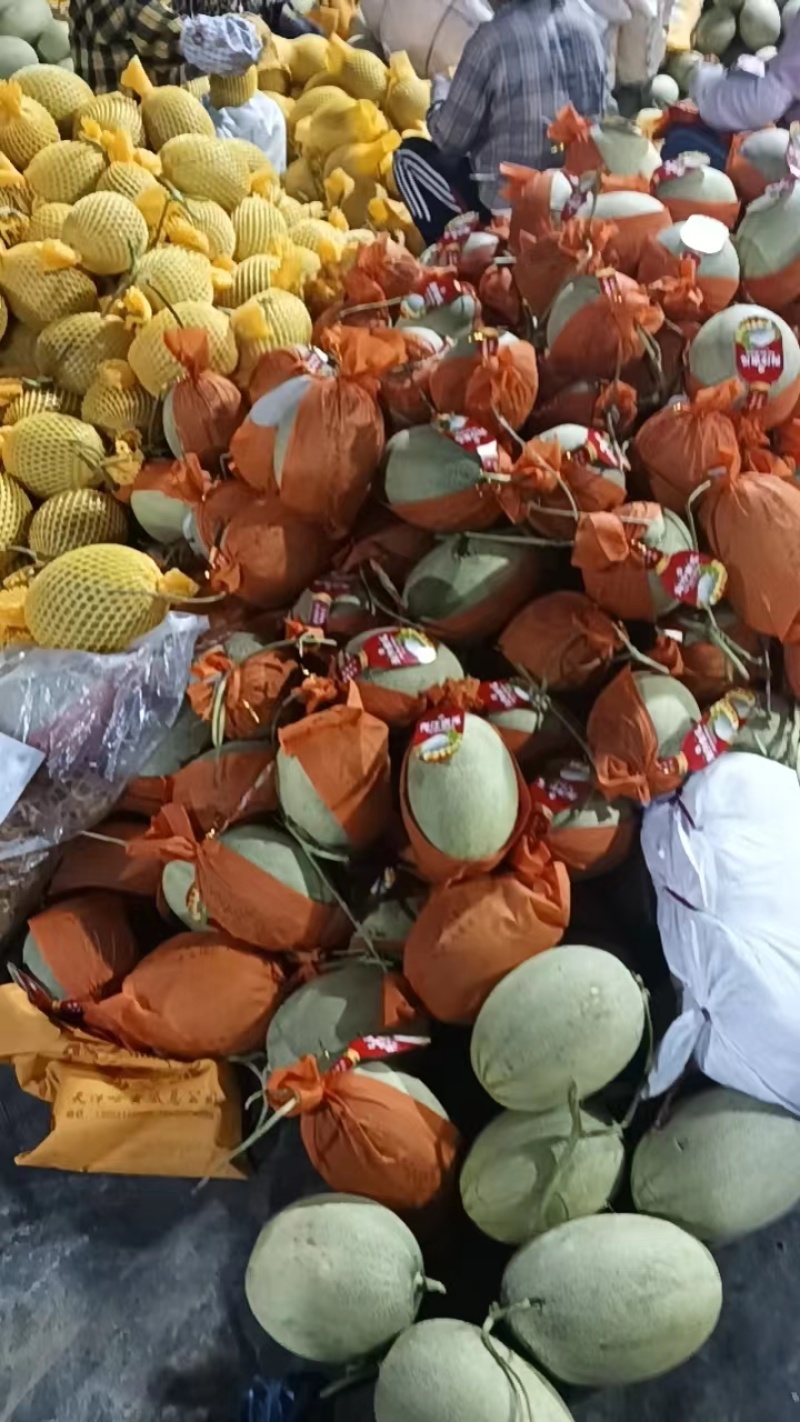 海南晓蜜25，海南哈密瓜皮薄肉多大量供应，代发全国品质保