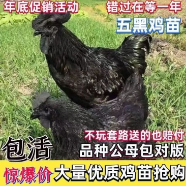五黑鸡下绿皮蛋