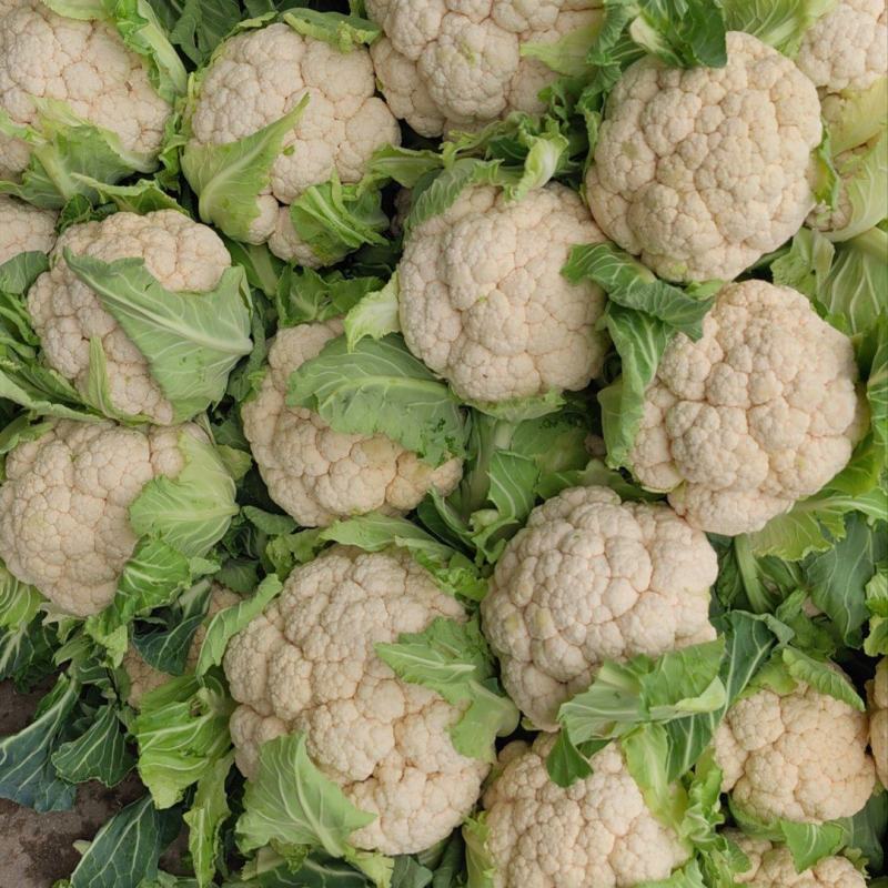 菜花带叶实菜花汉中菜花量大优惠对接商超市场等