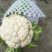 菜花带叶实菜花汉中菜花量大优惠对接商超市场等