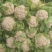 菜花带叶实菜花汉中菜花量大优惠对接商超市场等