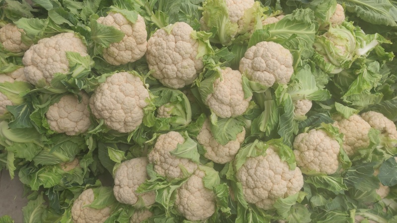 菜花带叶实菜花汉中菜花量大优惠对接商超市场等