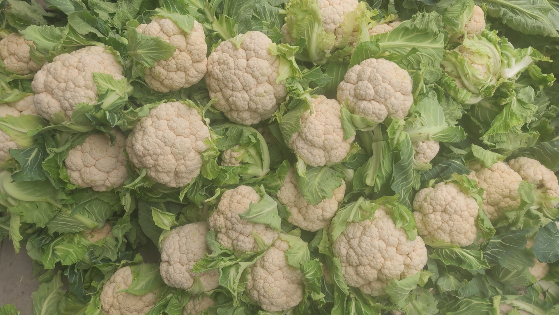 菜花营养成分表