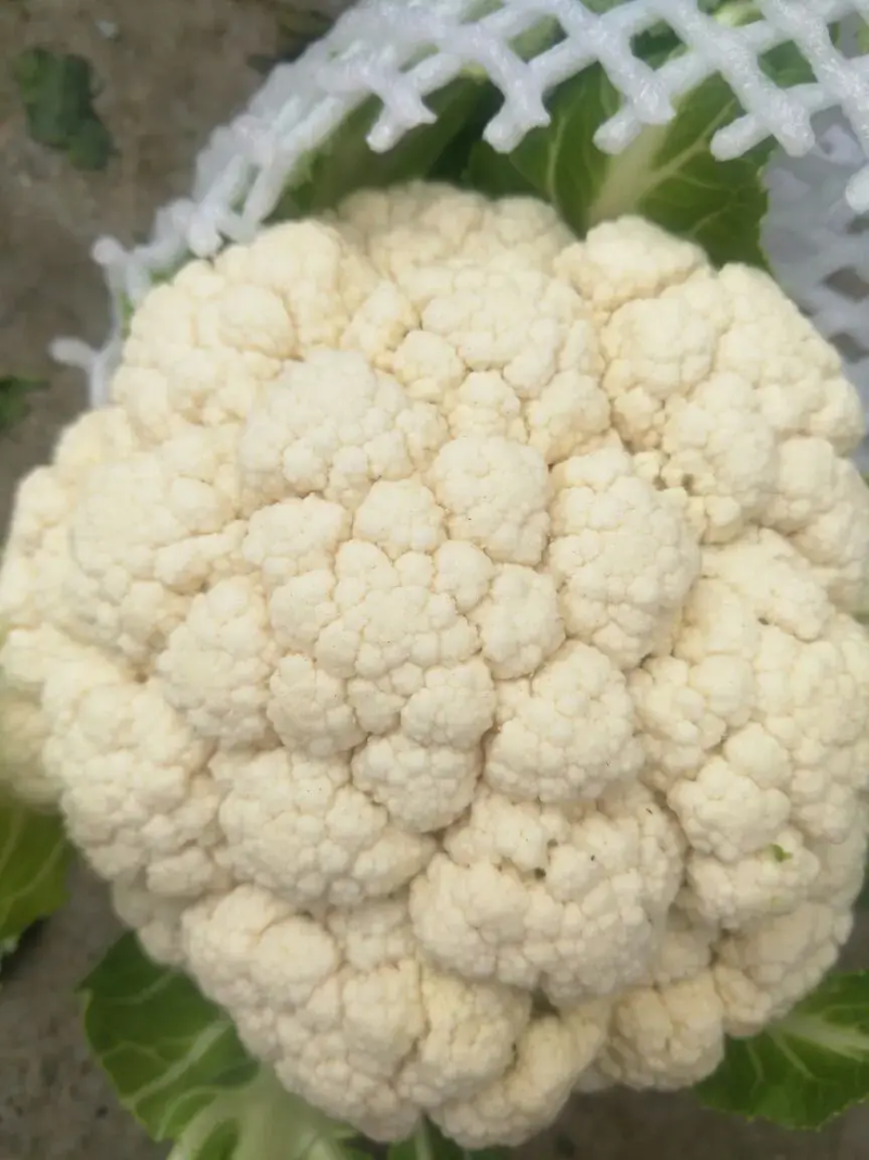 菜花带叶实菜花汉中菜花量大优惠对接商超市场等