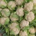 菜花带叶实菜花汉中菜花量大优惠对接商超市场等