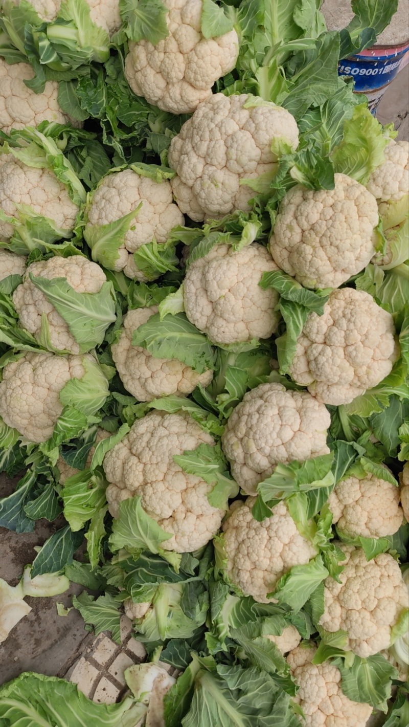 菜花带叶实菜花汉中菜花量大优惠对接商超市场等