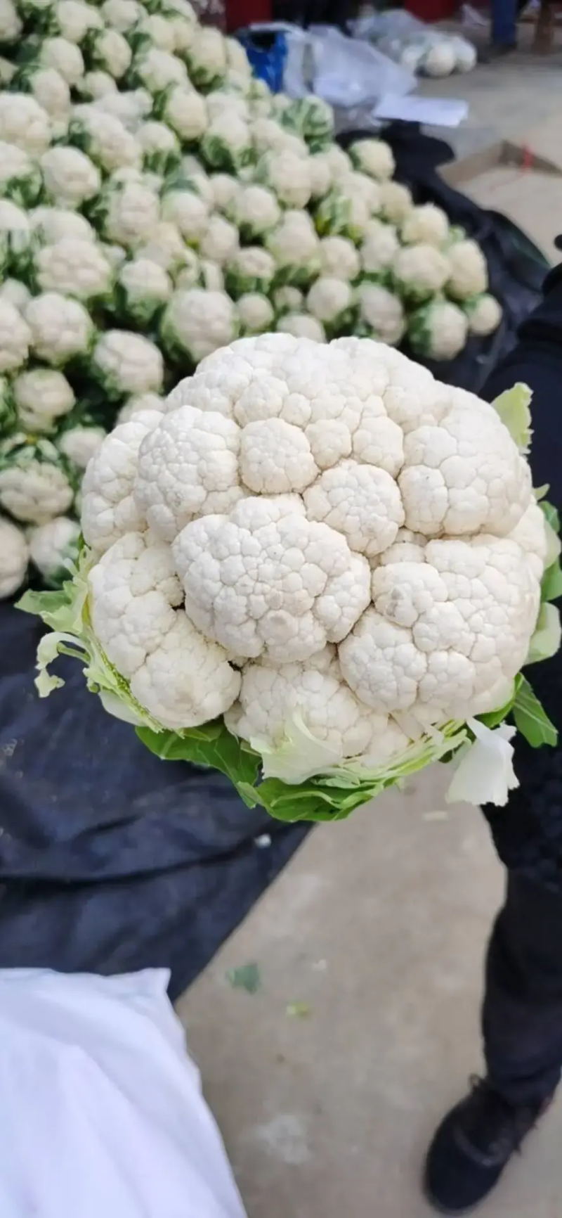 菜花带叶实菜花汉中菜花量大优惠对接商超市场等