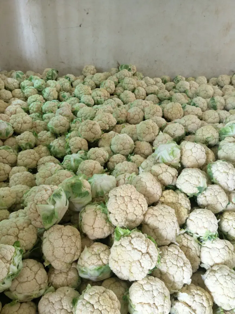 菜花带叶实菜花汉中菜花量大优惠对接商超市场等