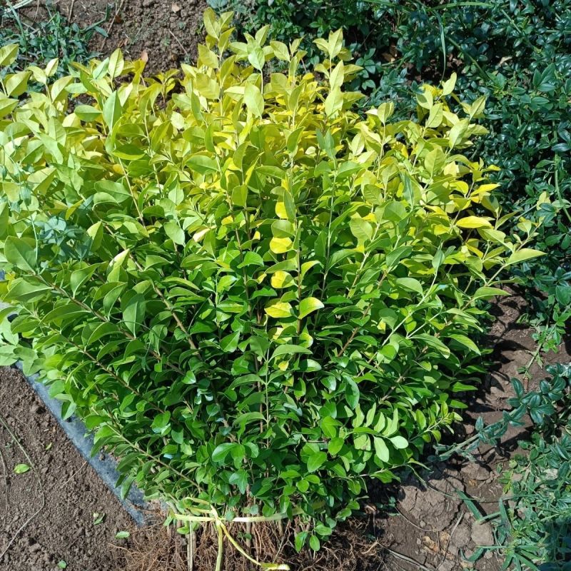 金叶女贞【主要用于矮化绿化苗用】耐修剪，抗性强